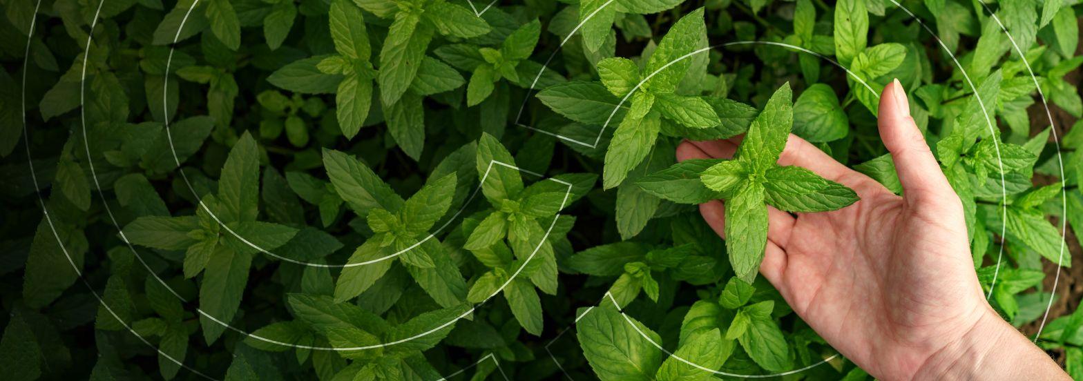 Discover how digital innovation can empower your business and customers with insight to make the most sustainable choices Call to Action