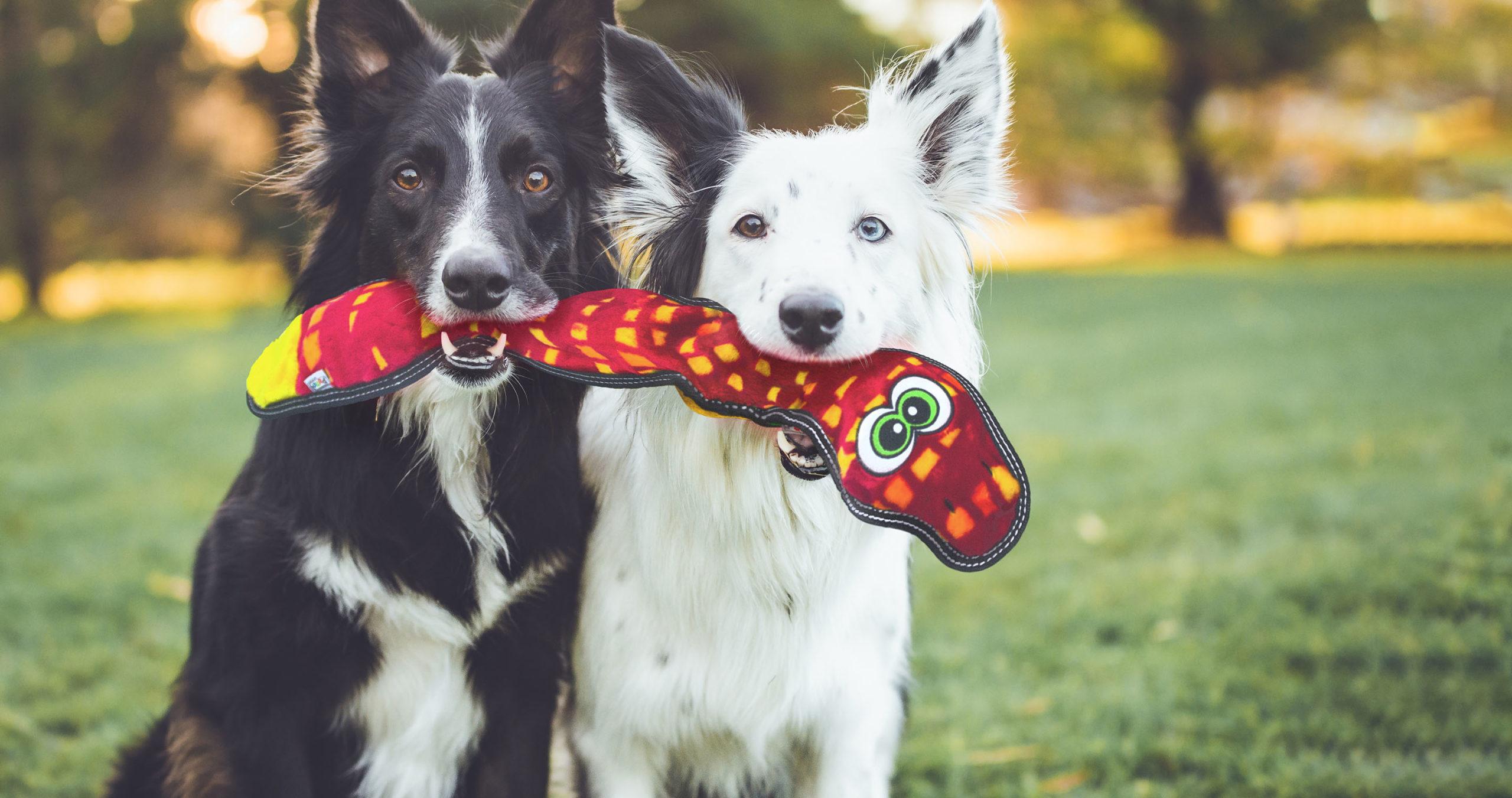 Outward Hound Saves 20% Product Development Time with Centric PLM Featured